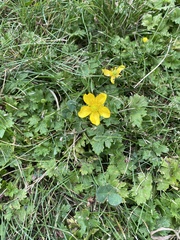 Ranunculus repens