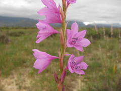 Watsonia marginata