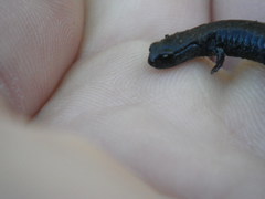 Batrachoseps