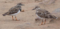 Arenaria interpres interpres