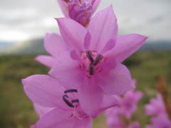 Watsonia marginata