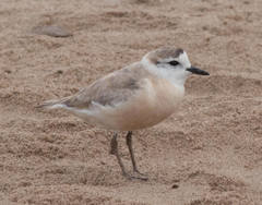 Charadrius marginatus marginatus
