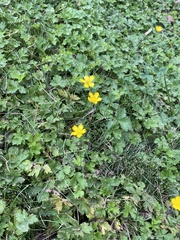 Ranunculus repens