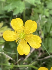 Ranunculus repens