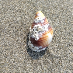 Nassarius fossatus