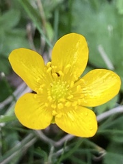 Ranunculus repens