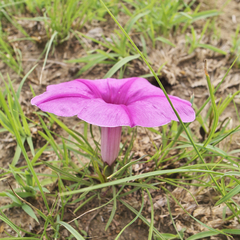 Ipomoea bolusiana