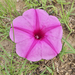 Ipomoea bolusiana