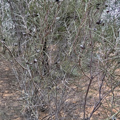 Hakea leucoptera leucoptera