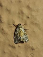 Maliattha separata