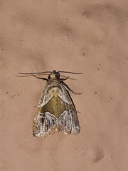 Maliattha separata