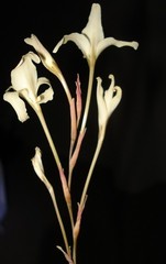 Gladiolus leptosiphon
