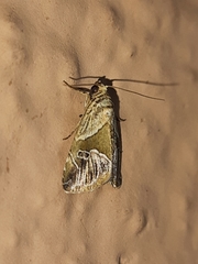 Maliattha separata