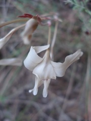 Gladiolus leptosiphon