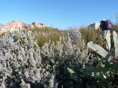 Leucospermum wittebergense