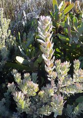 Leucospermum wittebergense