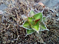 Agave convallis