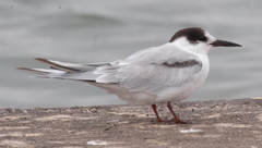 Sterna hirundo hirundo