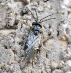 Sterictiphorinae
