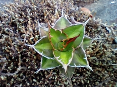Agave convallis