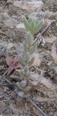 Trichodiadema setuliferum