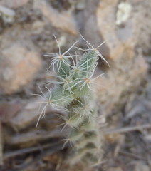 Trichodiadema setuliferum