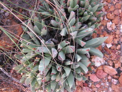 Machairophyllum albidum