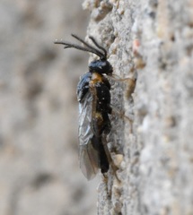 Sterictiphorinae