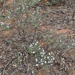 Olearia pimeleoides