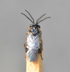Sterictiphorinae