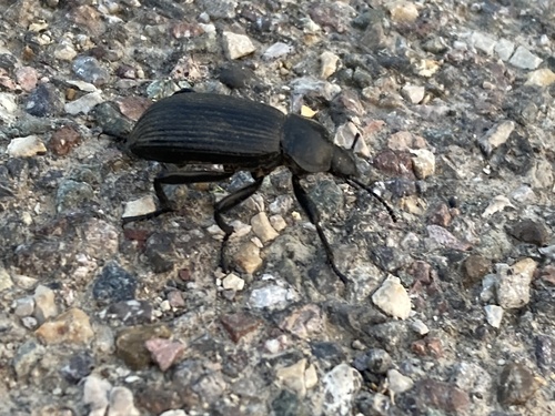 Obscure darkling beetle