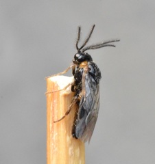 Sterictiphorinae