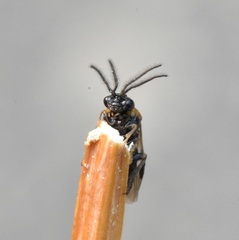 Sterictiphorinae