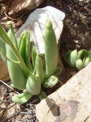 Tylecodon ventricosus