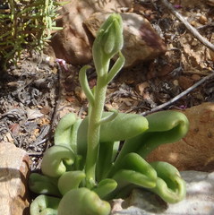 Tylecodon ventricosus