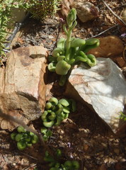 Tylecodon ventricosus