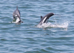 Cephalorhynchus heavisidii