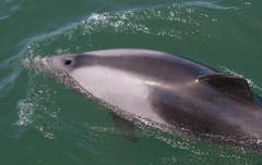 Cephalorhynchus heavisidii