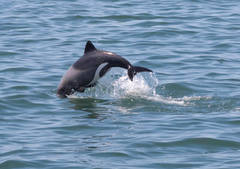 Cephalorhynchus heavisidii