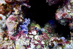 Stylaster roseus