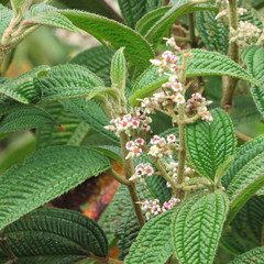 Miconia subseriata