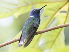 Florisuga mellivora