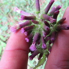 Erechtites valerianifolius