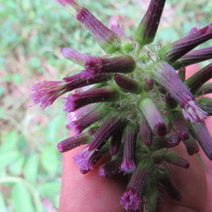 Erechtites valerianifolius
