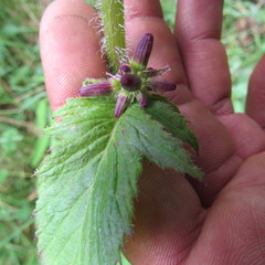 Erechtites valerianifolius