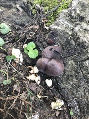 Fomitopsis ochracea