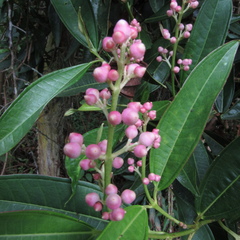 Miconia notabilis