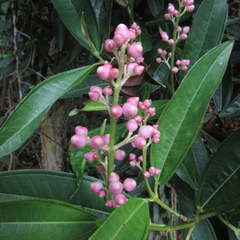 Miconia notabilis