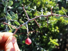 Gloveria integrifolia