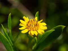Borrichia arborescens